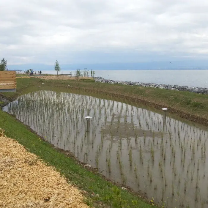 Zone humide aménagée en bord de lac avec plantations et système de filtration