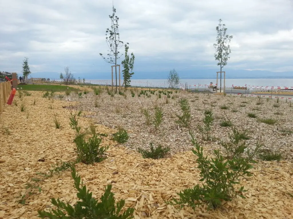 Jeunes plantations et paillage sur les quais aménagés de Neuvecelle-Maxilly