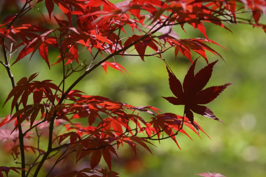 érable du Japon