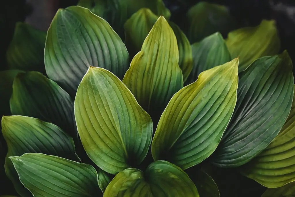 hosta