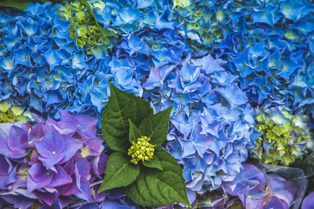 hydrangea