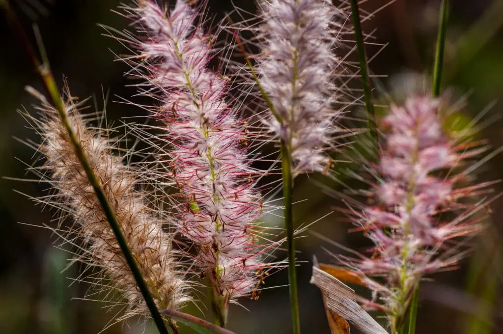 pennisetum