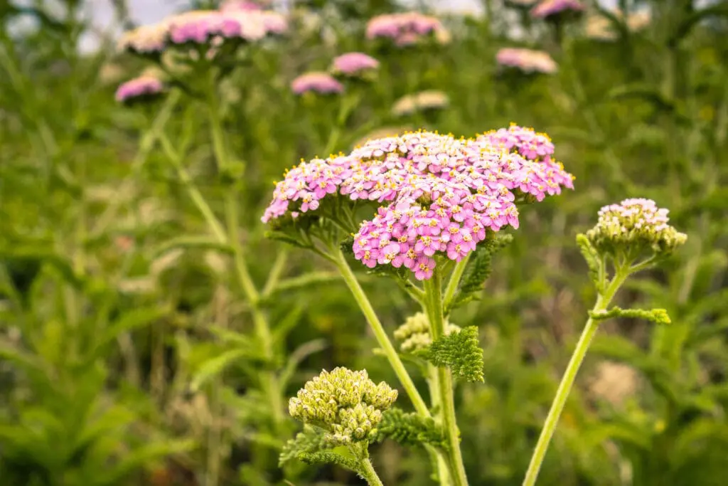 Achillée rose en fleur, plante vivace résistante à la chaleur, utilisée dans les aménagements paysagers à Thonon-les-Bains par Pernollet Paysage.