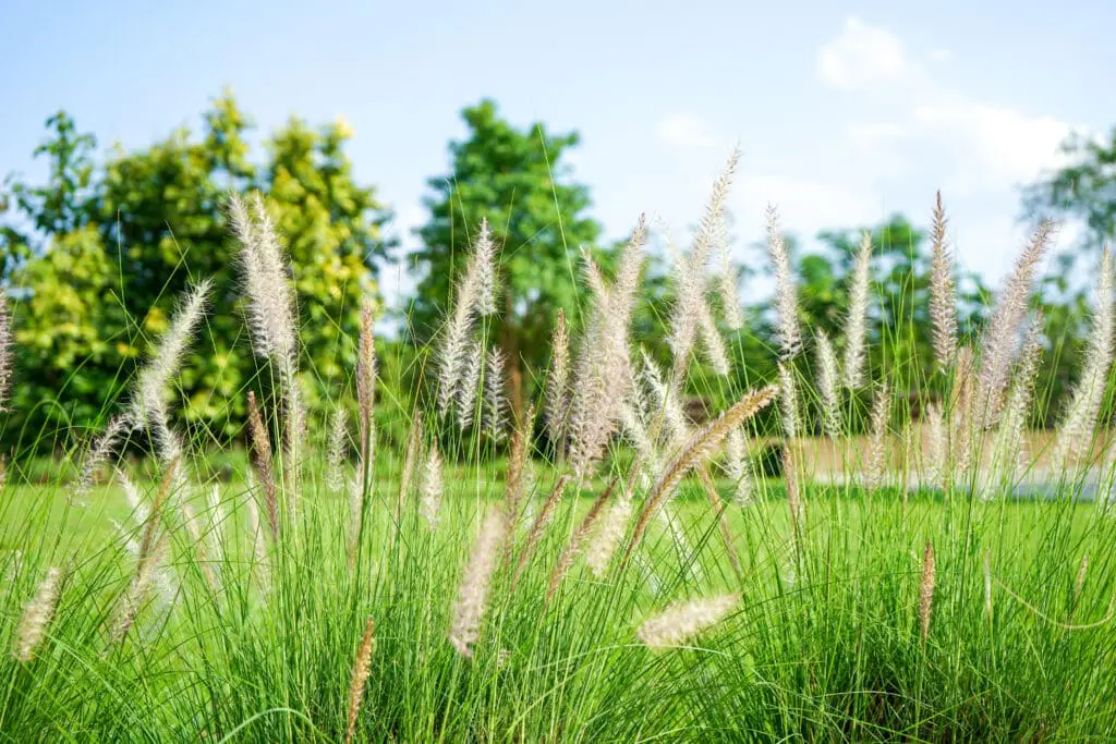 Graminées ornementales en fleur dans un massif paysager naturel à Thonon-les-Bains, utilisées par Pernollet Paysage.