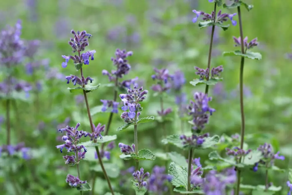 Petites fleurs violettes sauvages, résistantes à la chaleur, utilisées dans les massifs paysagers à Thonon-les-Bains par Pernollet Paysage.
